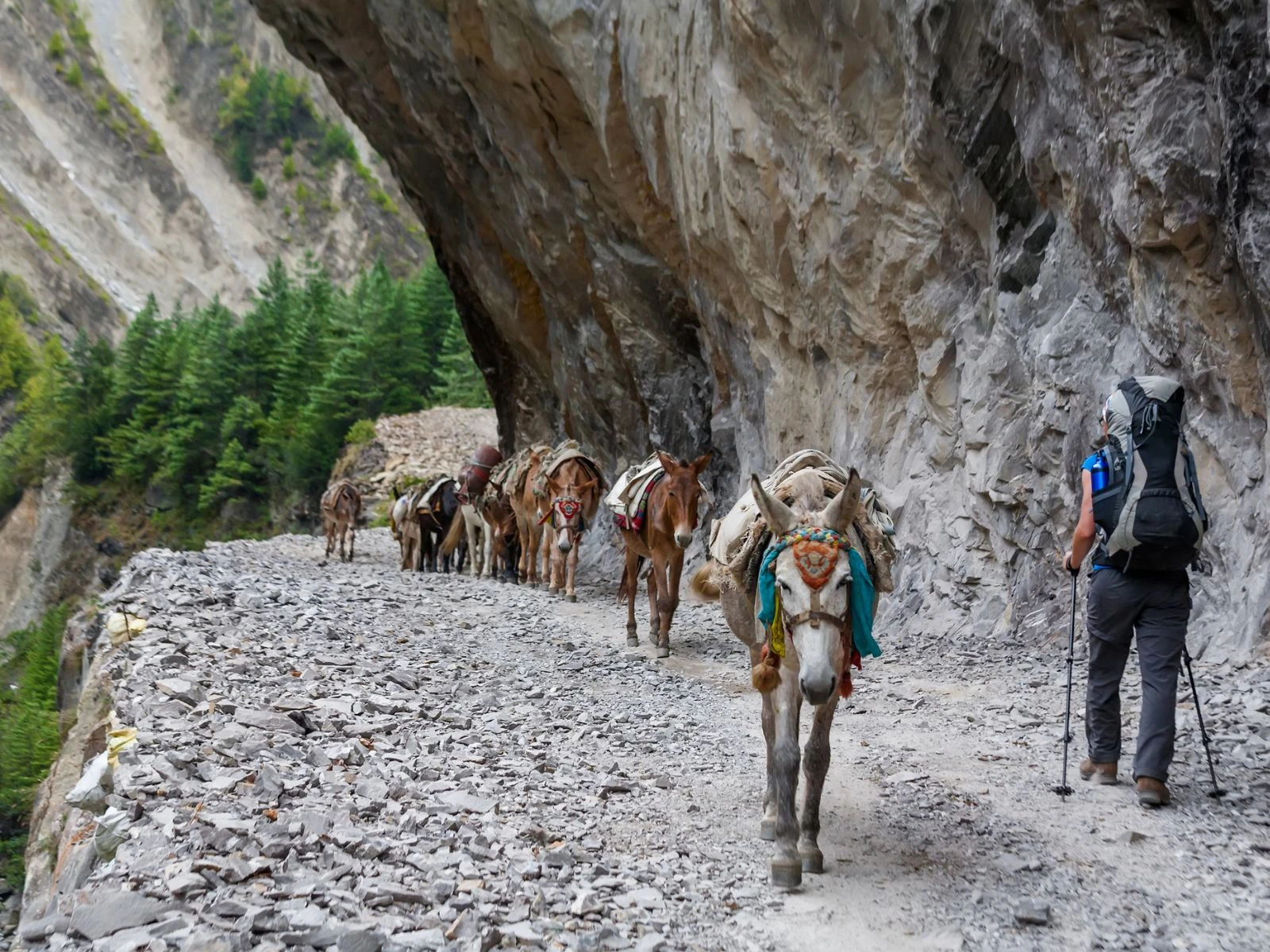 Nepal Explorer - Khopra Ridge trek, Chitwan safari and Everest helicopter tour